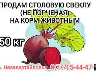 Продам столовую свеклу 50 кг