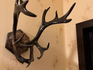 Продам рога