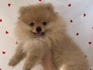 Предлагаются к продаже щенки шпица, рождённые 25.11.2025 года