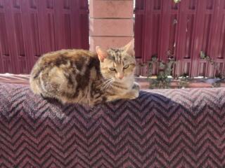 Кошечка в добрые руки