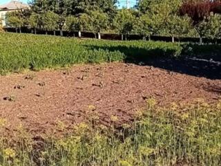 Vând teren pentru casă, 26 ari, lângă pădure – Recea (25 min de Balti)