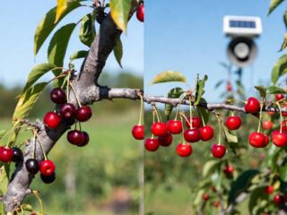 Отпугиватель птиц Bioacustic Contra Păsărilor