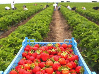 Клубничный сезон и работа на полях в Германии