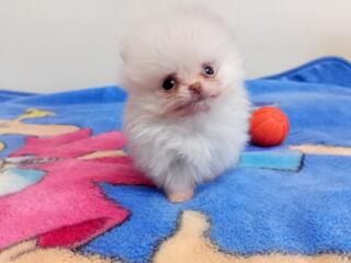 Померанский шпиц