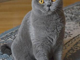 Британец приглашает на вязку.