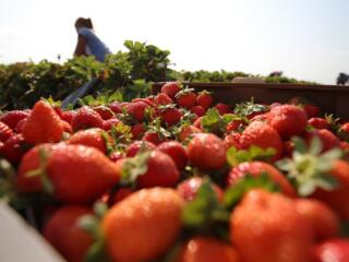 Сбор клубники!