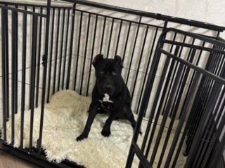 Усиленная клетка для собаки