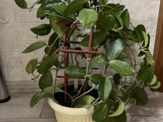 Для дома и офиса! Шикарный куст хойя мясистая!