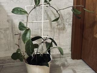 Молодой кустик хойя мясистая