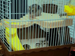 Маленькие джунгарские хомячки+клетка