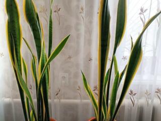 Продам цветы Сансьеверия и Аглаонема