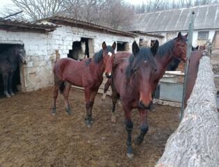 Продаются (лошадь) жеребцы орловские рысак