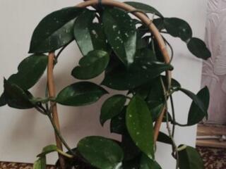 Красивое цветущее растение хойя мясистая