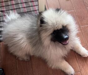 Щенок вольфшпиц кеесхонд