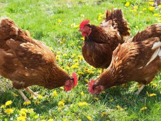 Куплю недельных цыплят Леггорн, Адлер серебристый, Ломан Браун.