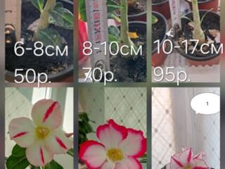 Продам вазоны Адениума