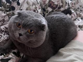 Приглашаем ваших кошечек на вязку