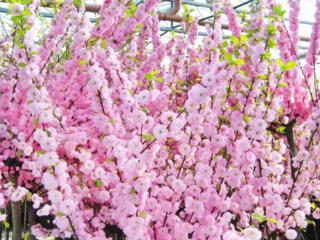 САЖЕНЦЫ ДЕКОРАТИВНЫХ КУСТАРНИКОВ