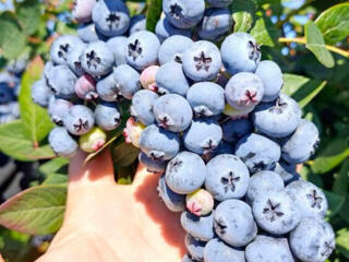 САЖЕНЦЫ ПЛОДОВЫХ КУСТАРНИКОВ