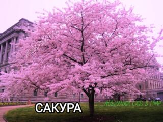 ДЕКОРАТИВНЫЕ ДЕРЕВЬЯ