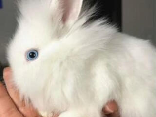 Декоративные кролики!