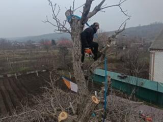 Спил деревьев любой сложности.