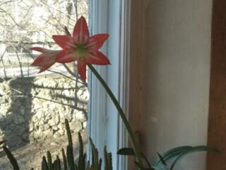 Опунция (финик индийский) - 250 л., гиппеаструм - по 100 л., монс