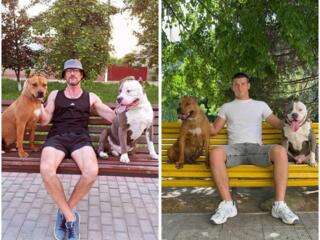 Вязка Американского Стаффордширского терьера