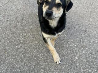 В добрые ответственные руки пристраивается замечательный Барбос!