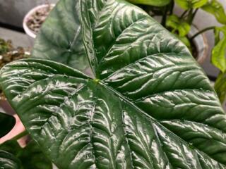 Клубни алоказии лукиван