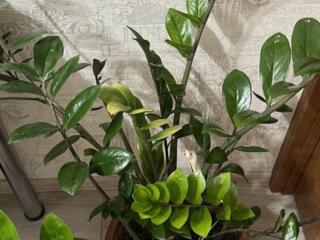Продам шикарные растения для дома и офиса