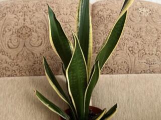 Для дома и офиса Сансевьрия Gold Black