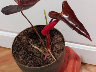 Антуриум белый Кокос и Гиант Шоколад