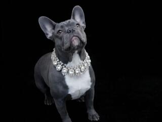 Французский бульдог Isabella.