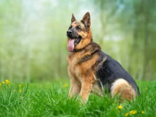 Куплю или забронирую покупку щенка немецкой овчарки шоу-линии