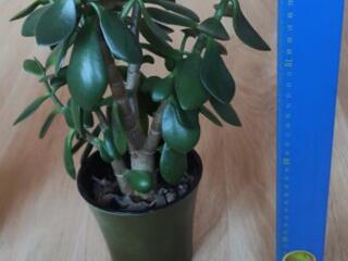 Денежное дерево (Толстянка) и китайская роза