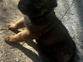 Отдам в хорошие руки