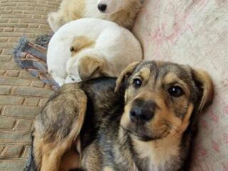 Два щенка, мальчик и девочка.