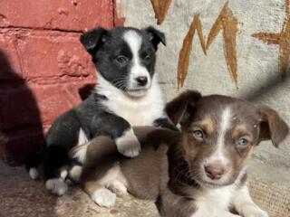 Отдам щенков в хорошие руки