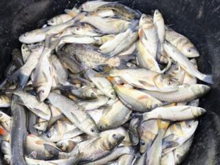 Продам малек для зарыбления