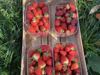 Клубника Клери, ранний сорт (рассада).