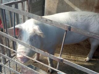 Окница район село Корестоуц