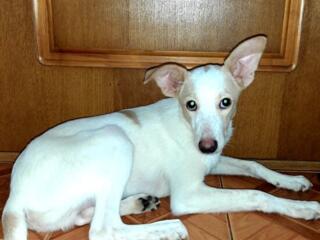 Отдам в добрые руки