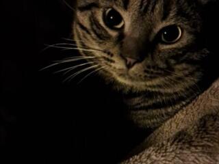 Пропал кот (Чеканы)