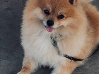 Вязка собак