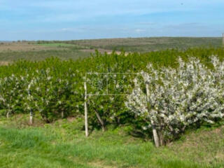 Se propune spre vânzare casă, gata  de  locuit, în satul Horesti, r-l 