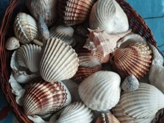 Морские ракушки