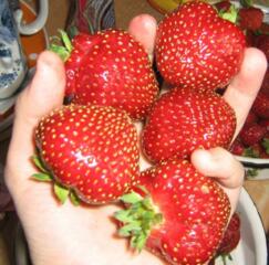 Rasad de capsuna sanatos si bine dezvoltata, soiuri: Abion, Asia, C...