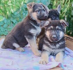 Щенки Восточно-Европейской Овчарки