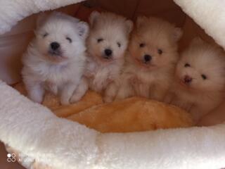 Померанский шпиц